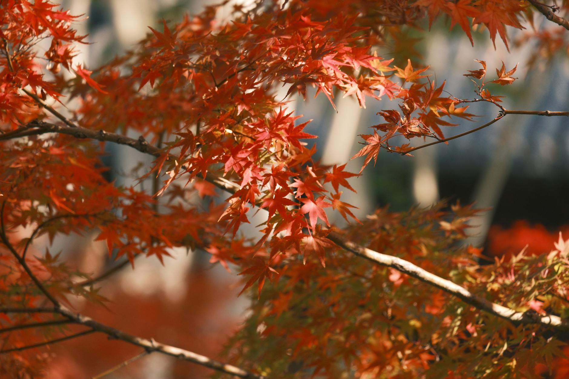 vibrant red maple leaves in autumn sunlight